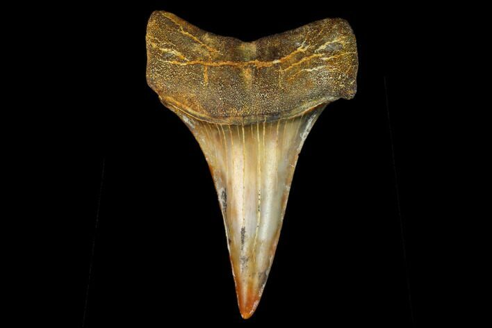 Colorful White/Mako Shark Tooth Fossil - Sharktooth Hill, CA #122715